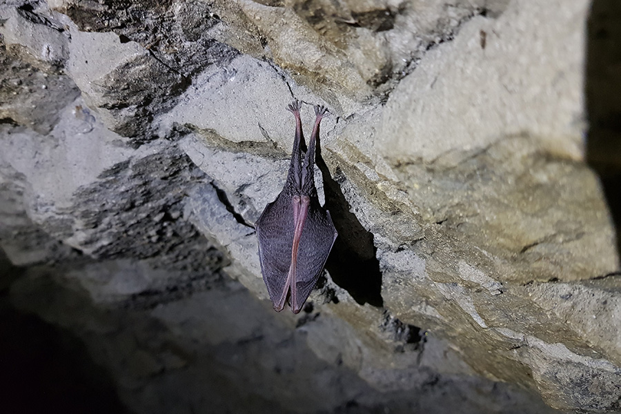 Petit rhinolophe - Animal Cavernicole de l'Année 2022 - En hibernation