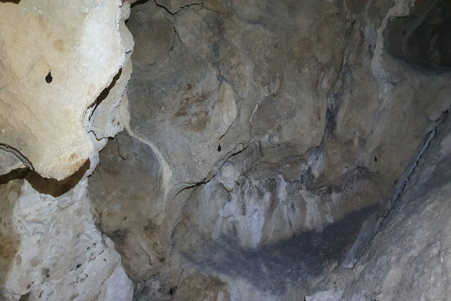 Rinolofo minore - Animale di Grotta dell'Anno 2022 - Separati in ibernazione