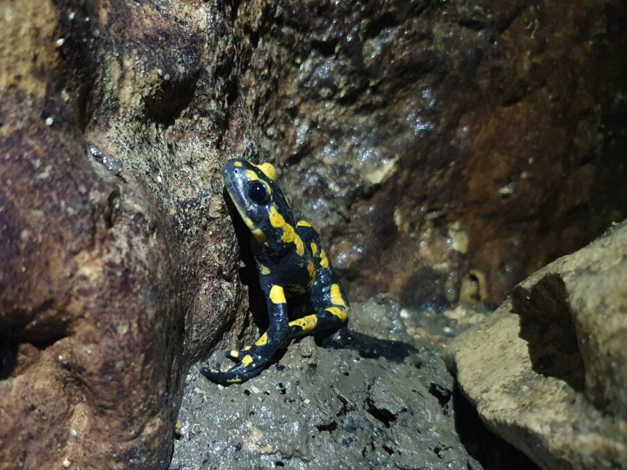 Salamandra pezzata - Animale di Grotta 2023 - Sottospecie « maculata » (Christian Lüthi)