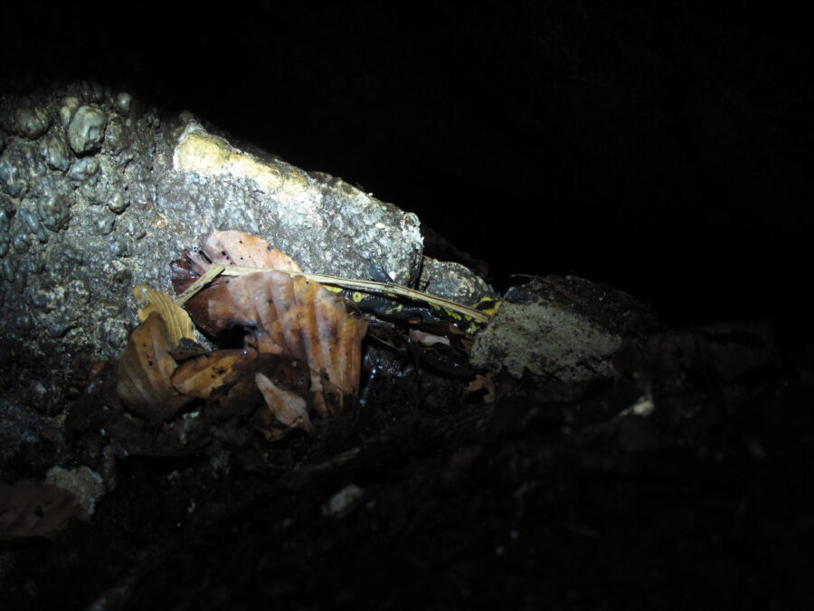 Salamandra pezzata - Animale di Grotta 2023