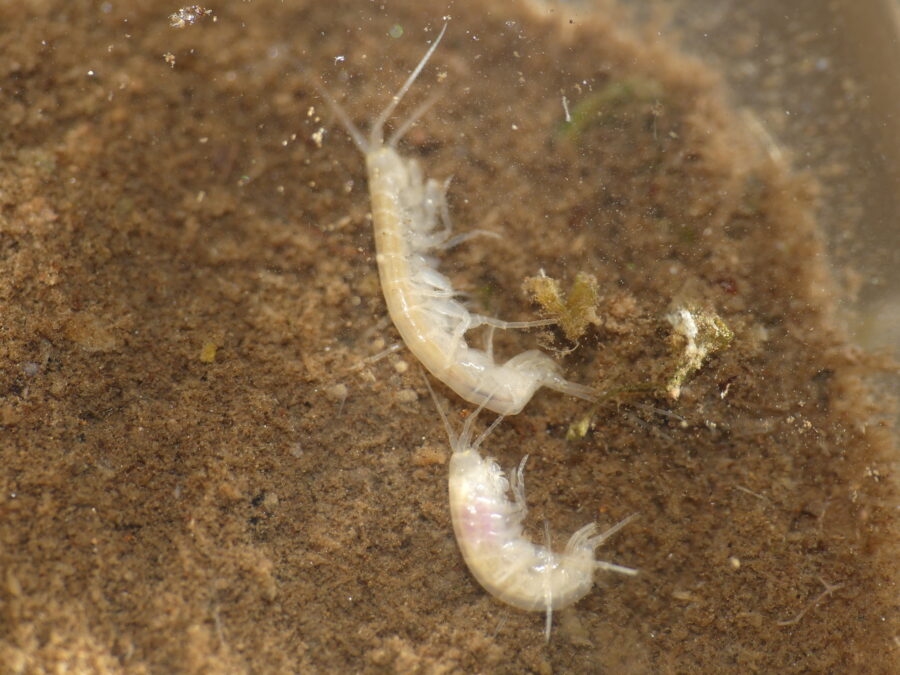 Il Niphargus - Animale di Grotta dell'Anno 2026