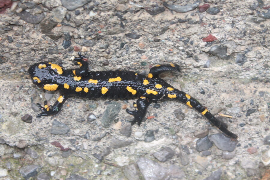 Salamandra pezzata - Animale di Grotta 2023 - Sottospecie « striata » (Michel Blant)