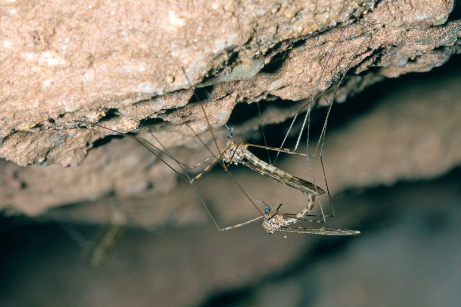 La Limoniide commune des grottes - Animal Cavernicole 2019