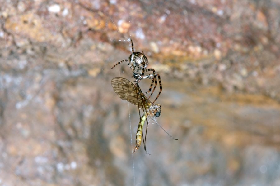 La Limoniide commune des grottes - Animal Cavernicole 2019