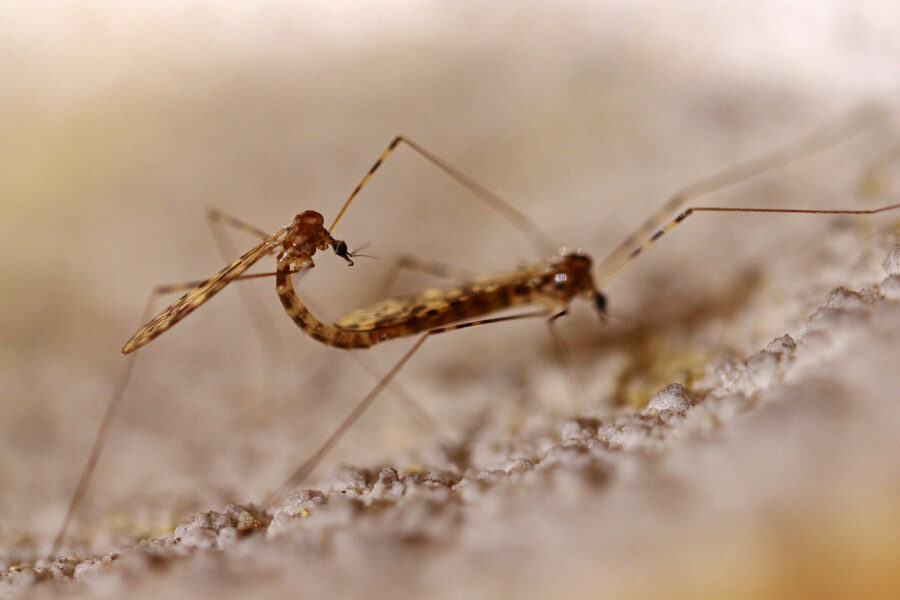 Animaux cavernicoles