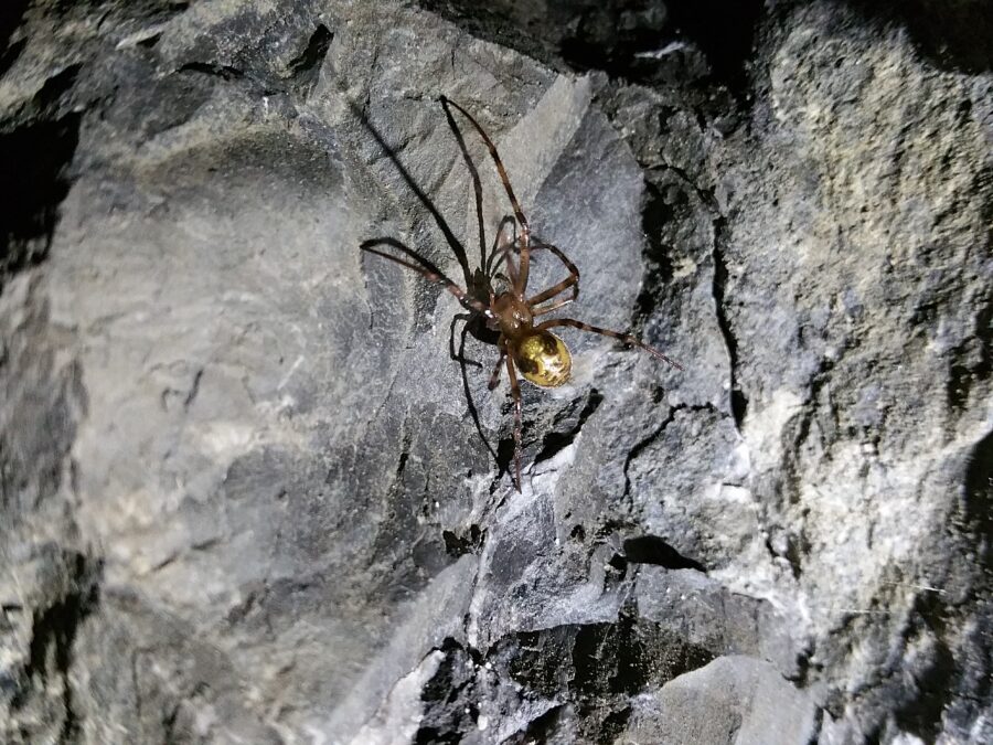 Animaux cavernicoles