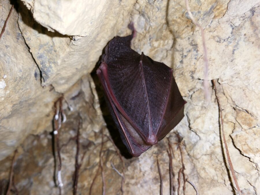 Animaux cavernicoles